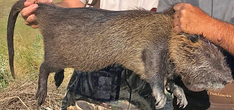 Adult Nutria