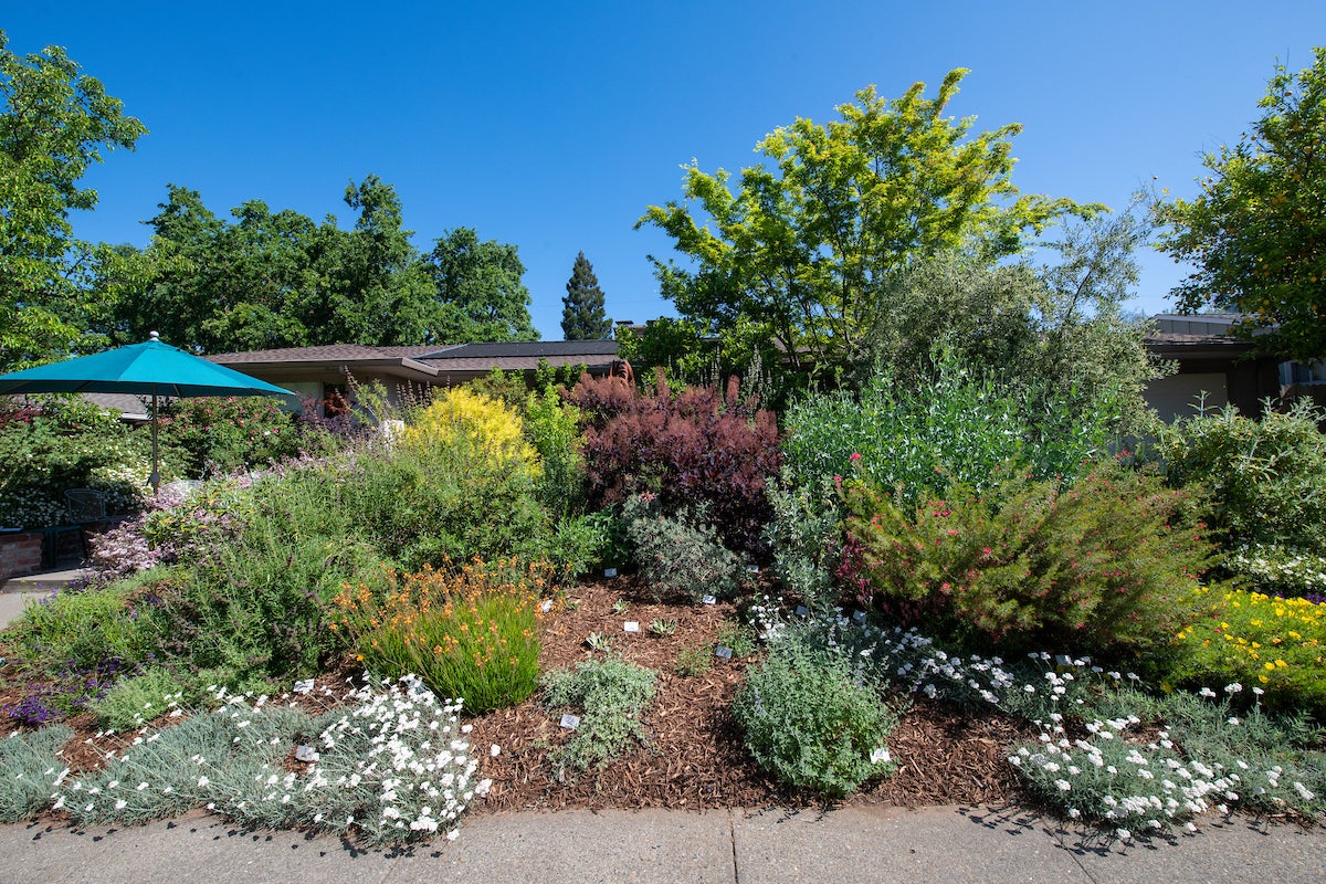 Native Plant garden