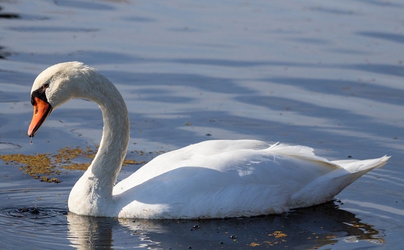 Mute Swan