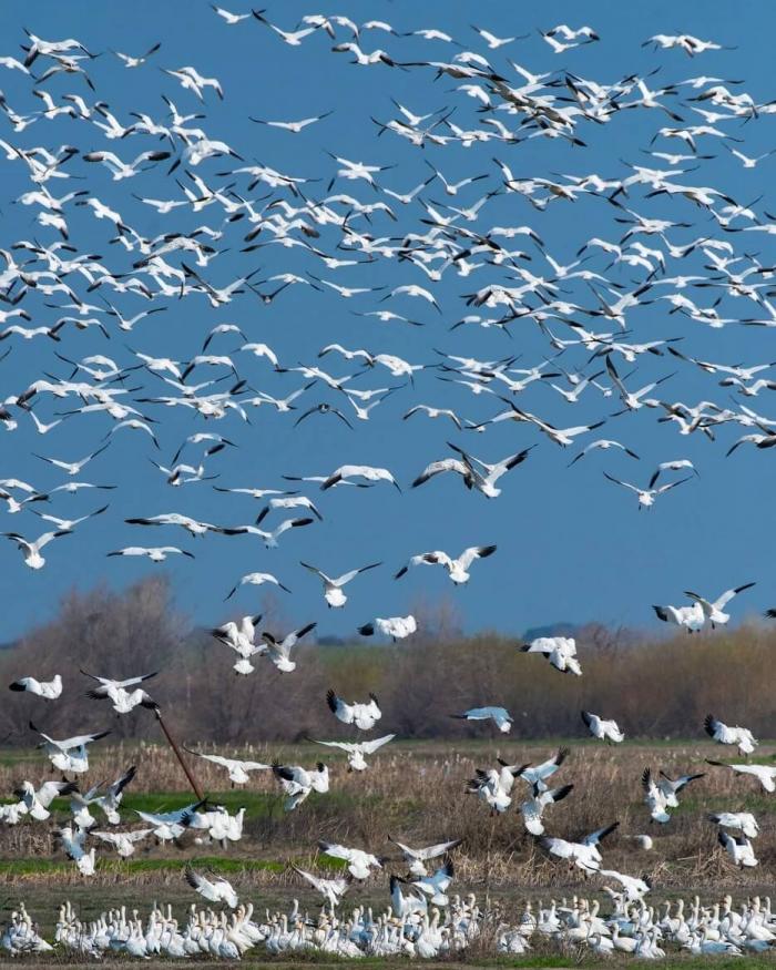 Birds over wetlands