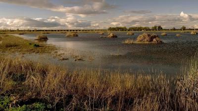 Yolo Bypass wetlands